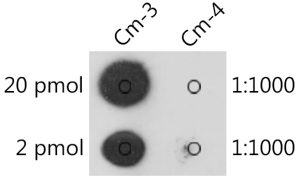 2'-O-methylcytidine/ Cm Rabbit pAb