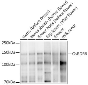 OsRDR6 Rabbit pAb