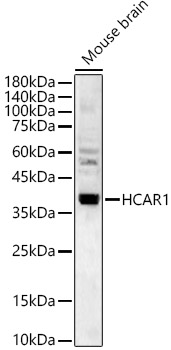 HCAR1 Rabbit pAb