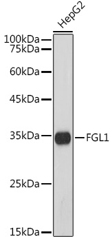 FGL1 Rabbit mAb