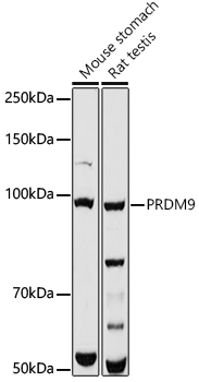 PRDM9 Rabbit pAb