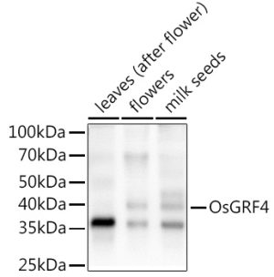OsGRF4 Rabbit pAb