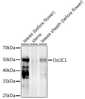 OsLIC1  Rabbit pAb