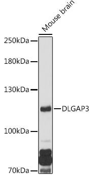 DLGAP3 Rabbit pAb