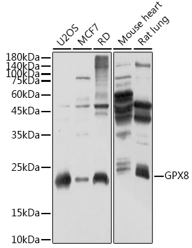 GPX8 Rabbit pAb