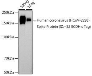 HCoV-229E Spike S2 Rabbit pAb