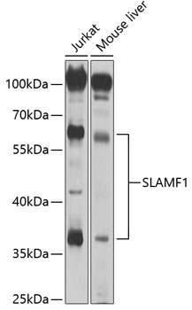 CD150/SLAM Rabbit pAb