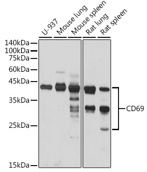 CD69 Rabbit pAb