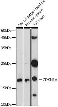 CDKN1A Rabbit pAb