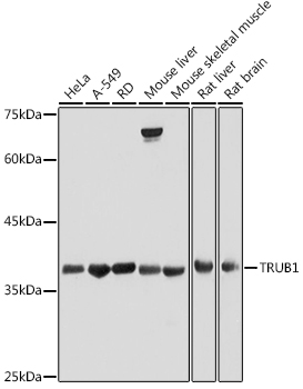 TRUB1 Rabbit pAb