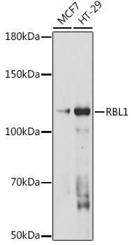 RBL1 Rabbit pAb