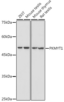 PKMYT1 Rabbit pAb