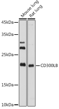 CD300LB Rabbit pAb