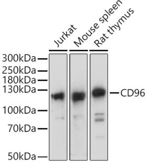 CD96 Rabbit pAb