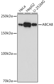 ABCA8 Rabbit pAb
