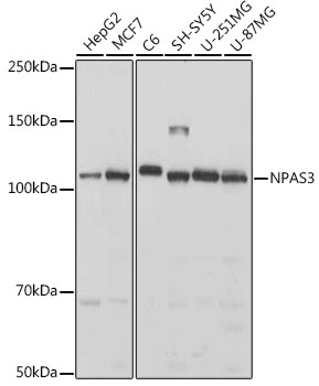 NPAS3 Rabbit pAb