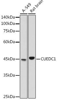 CUEDC1 Rabbit pAb