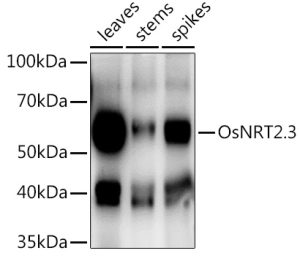 OsNRT2.3 Rabbit pAb