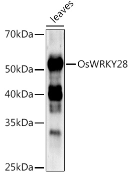 OsWRKY28 Rabbit pAb