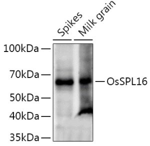 OsSPL16 Rabbit pAb