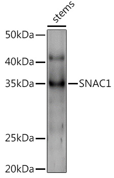SNAC1 Rabbit pAb