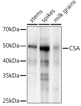 CSA Rabbit pAb