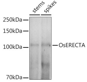 OsERECTA Rabbit pAb
