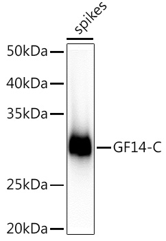 GF14-C Rabbit pAb