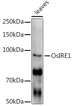 OsIRE1 Rabbit pAb