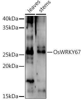 OsWRKY67 Rabbit pAb