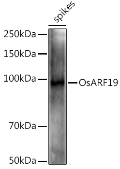 OsARF19 Rabbit pAb