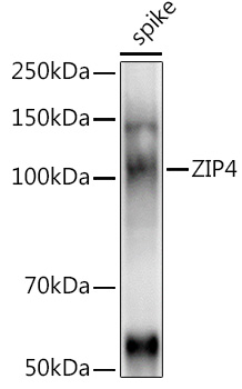 ZIP4 Rabbit pAb
