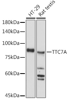 TTC7A Rabbit pAb