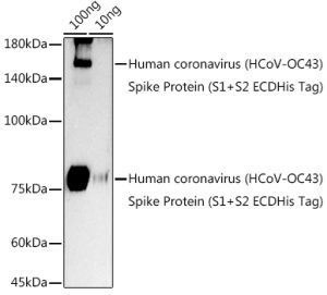 HCoV-OC43 Spike S2 Rabbit pAb