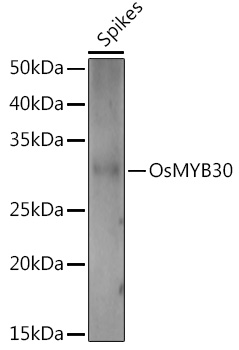 OsMYB30 Rabbit pAb