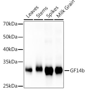 GF14b Rabbit pAb