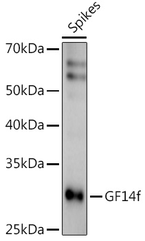 GF14f Rabbit pAb