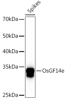 OsGF14e Rabbit pAb