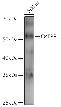 OsTPP1 Rabbit pAb