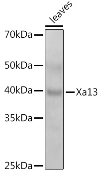 Xa13 Rabbit pAb