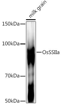 OsSSIIa Rabbit pAb