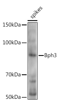 Bph3 Rabbit pAb