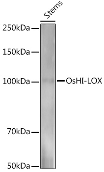 OsHI-LOX Rabbit pAb