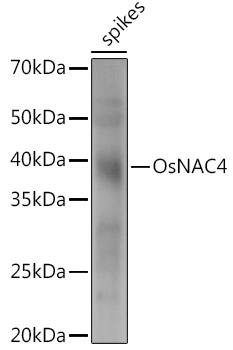 OsNAC4 Rabbit pAb