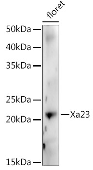 Xa23 Rabbit pAb