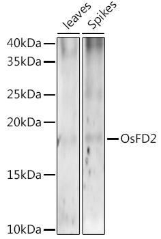 OsFD2 Rabbit pAb