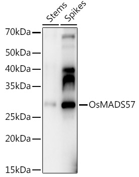 OsMADS57 Rabbit pAb
