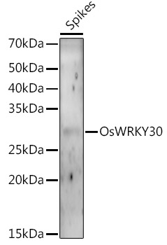 OsWRKY30 Rabbit pAb