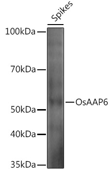 OsAAP6 Rabbit pAb