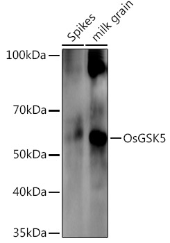 OsGSK5 Rabbit pAb